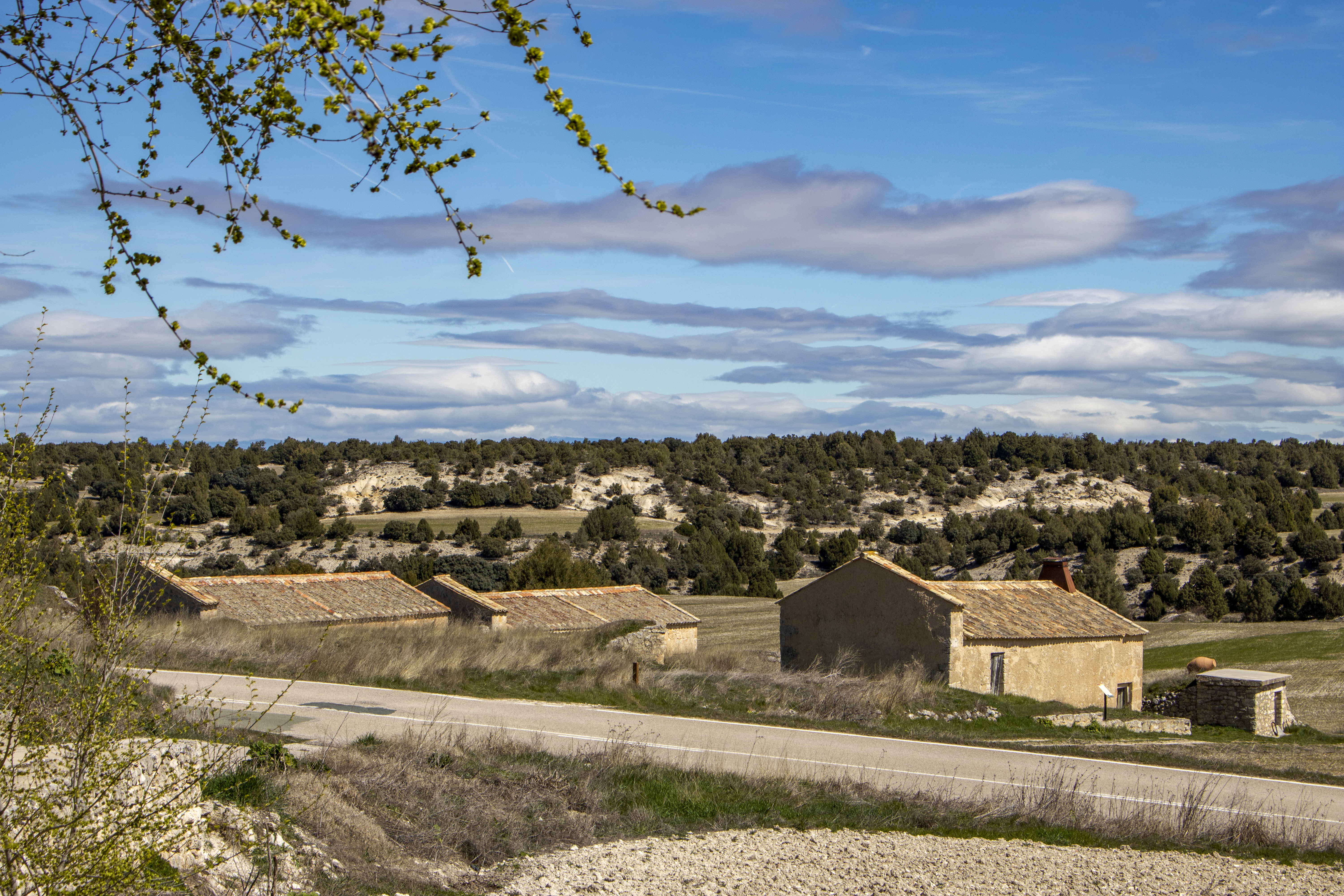 Morcuera