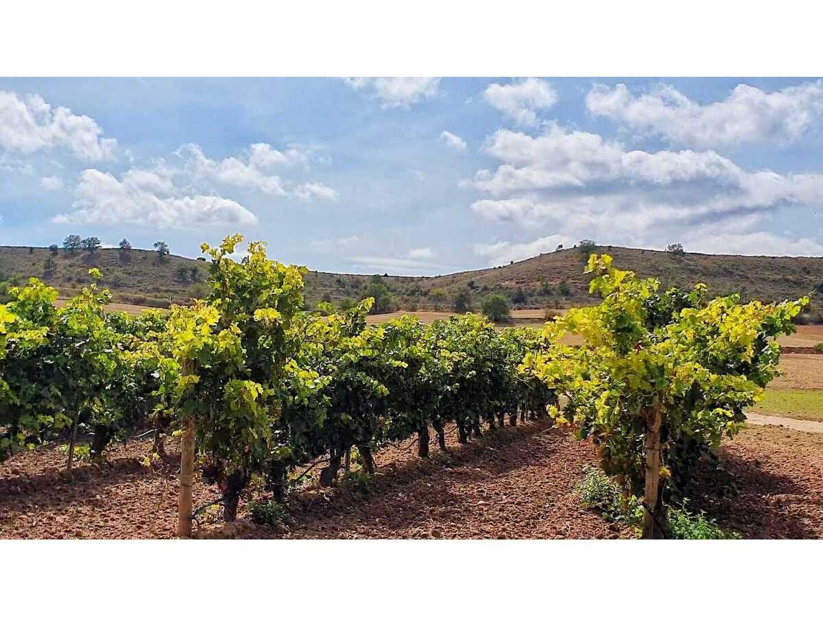 Prácticas de pastoreo en los viñedos