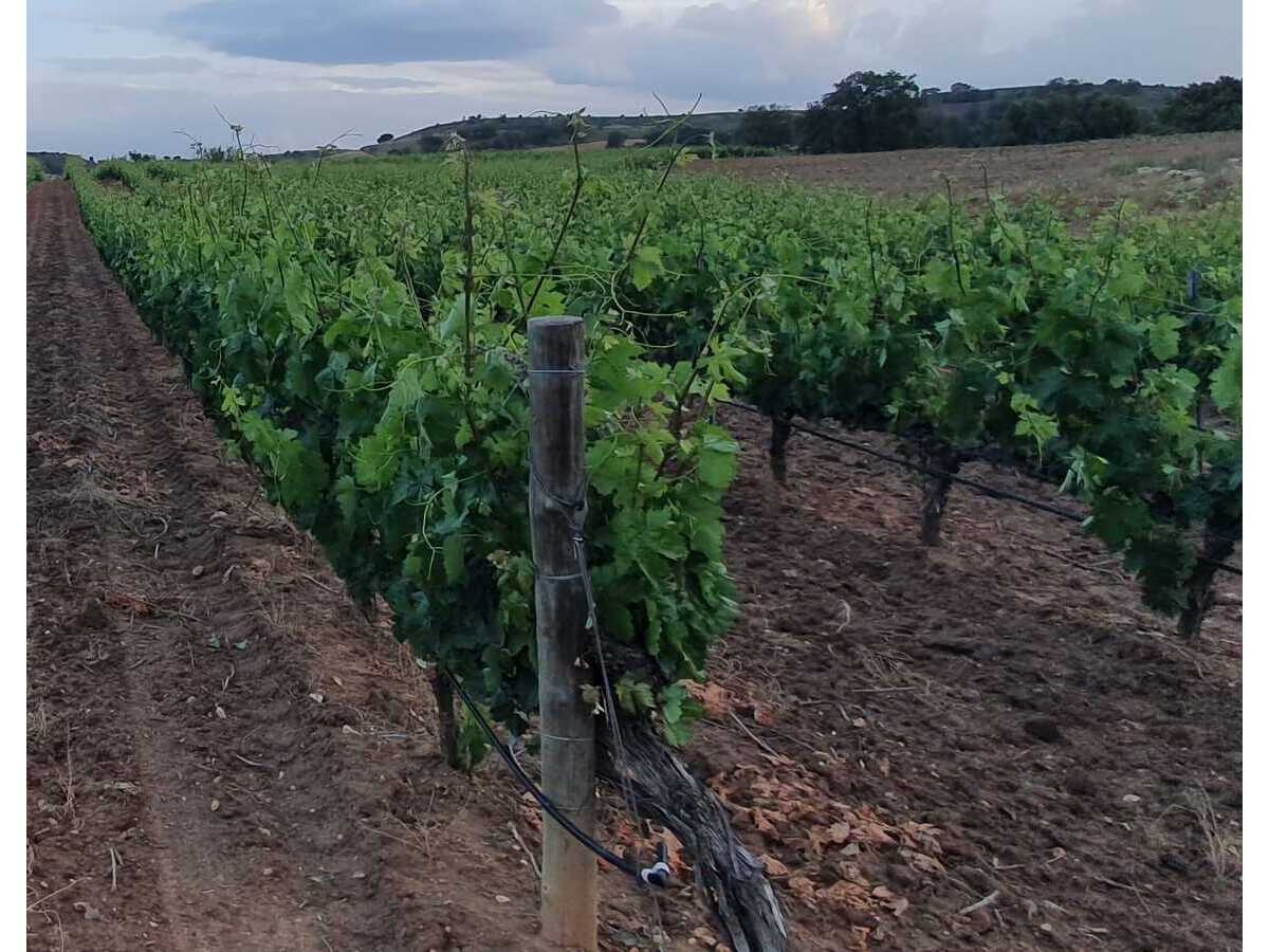 Arrendamiento de parcelas en Rejas de San Esteban: Pliego