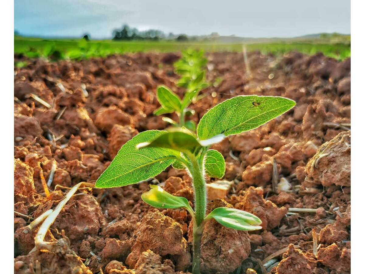 Bases provisionales: Canal de Ines. Demarcación 2 (Soto - Aldea)
