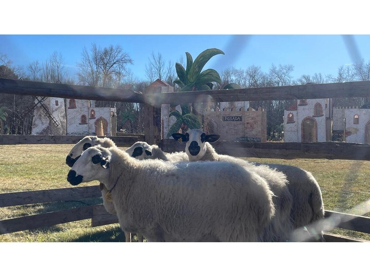 Belén Viviente 2024