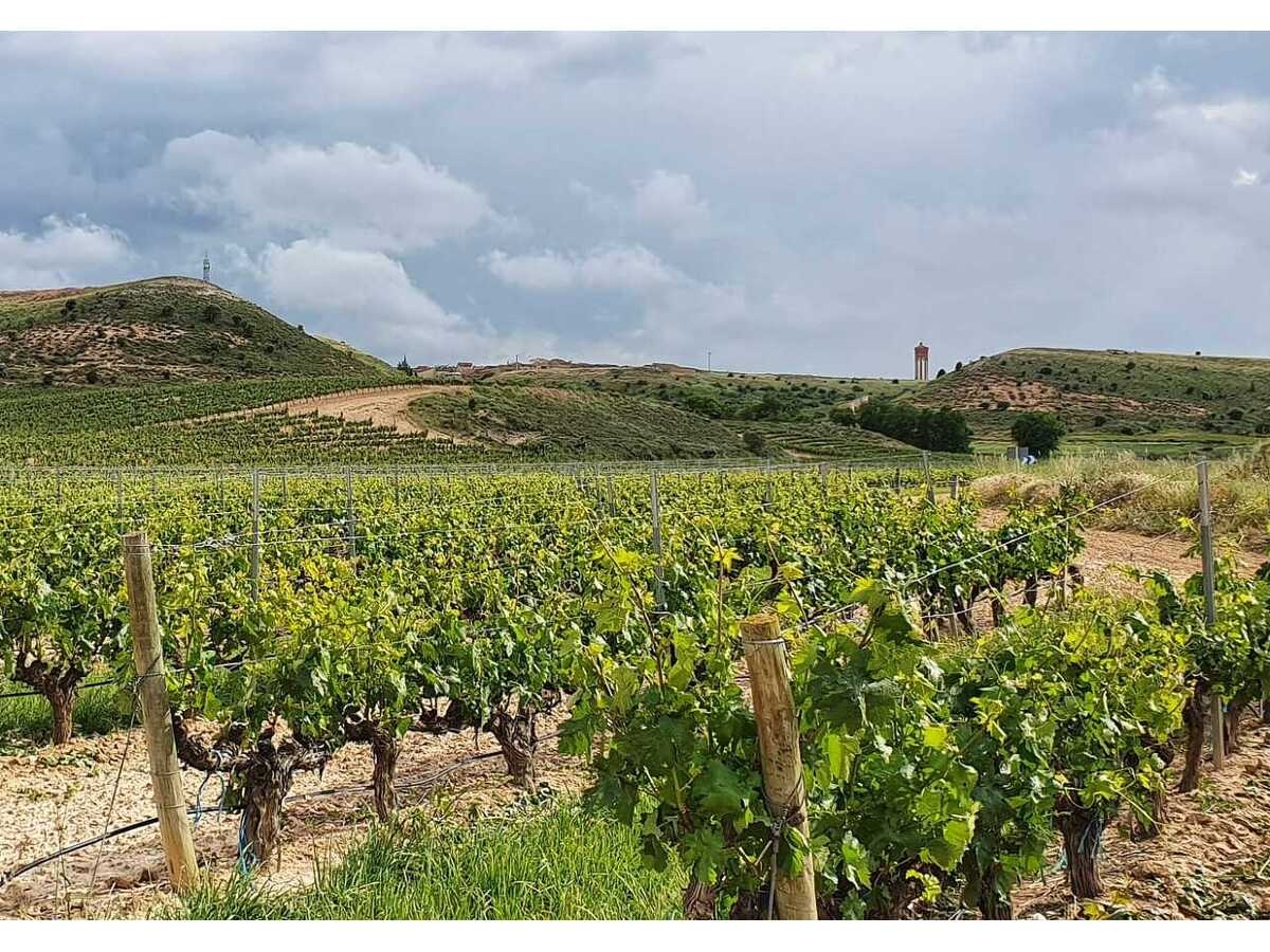 Subvenciones para apoyar las ayudas a la cosecha en verde del viñedo