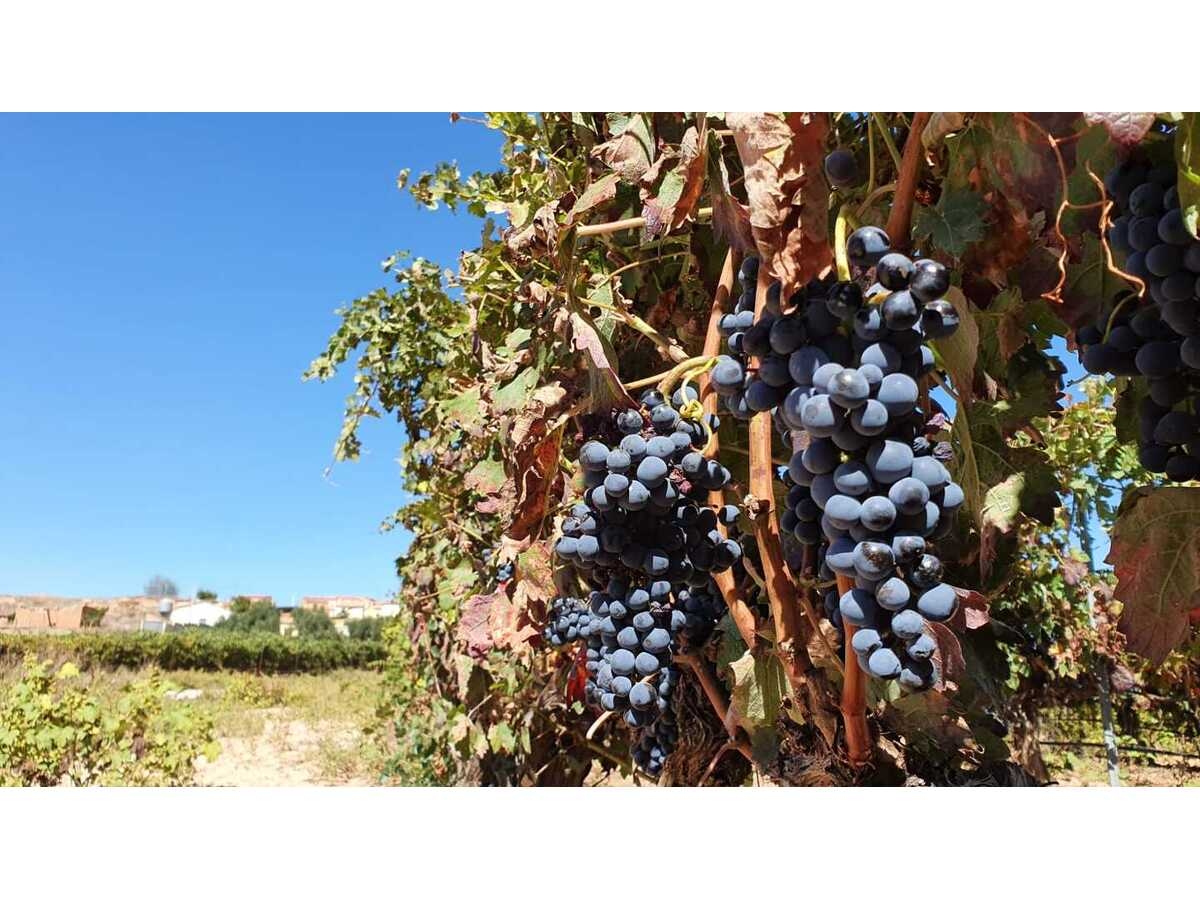 Sobre las prácticas de pastoreo en los viñedos de la D.O.